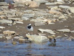 White Wagtail